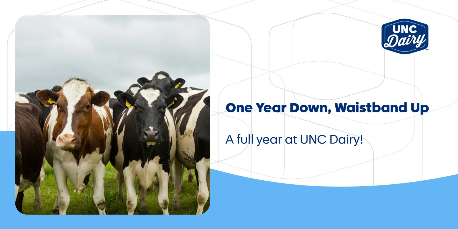One year down — a full year at UNC Dairy